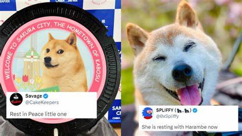 Dog That Inspired ‘Doge’ Meme Dies at 18 - Variety