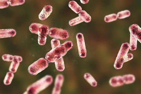Some gut microbes can absorb and help expel 'forever chemicals' from the body