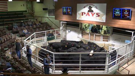 Cattle Close Strong Tuesday: Can the Market Build on It?