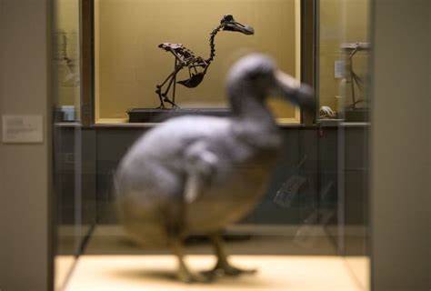 Biotech firm announces 'pivotal step' in effort to bring back the dodo