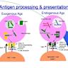 Serenading Cells with Audible Sound Alters Gene Activity