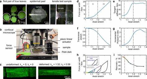 Fibrous network of plant cell walls enables tunable mechanics for development