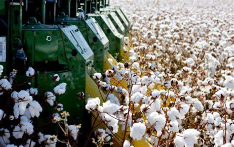 Cotton Showing Early Weakness on Friday
