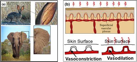 Inspired by elephant ears, new wall design could help buildings stay cool