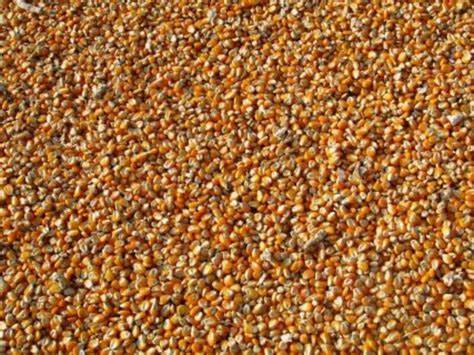 Corn Showing Slight Losses on Thursday