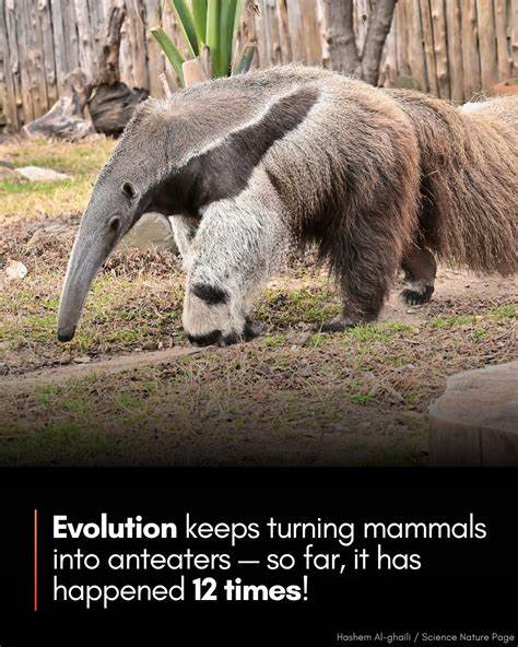 Mammals Evolved into Ant Eaters 12 Times Since Dinosaur Age, Study Finds