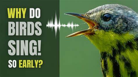 Why the early bird sings early