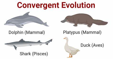 Convergent Evolution