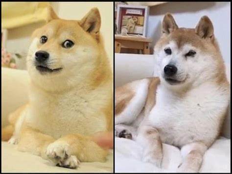 Yes, the Dogecoin Dog Is the Same Dog From the Doge Memes - Distractify