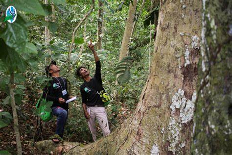 It's time to pay the true value of tropical forest conservation