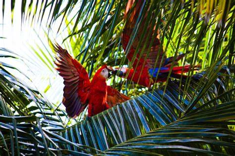 Why Costa Rica Is Taking a Hands-Off Approach to Regulating Crypto - CoinDesk