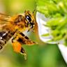 The Power of Bees