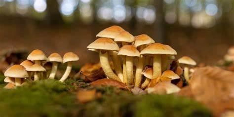 Psilocybin delays aging, extends lifespan, new Emory study suggests