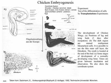The effect of microgravity on chicken embryogenesis and bone formation (1998)