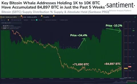 Bitcoin’s big fish: How Bitfinex whales are quietly shaping market trends - CryptoSlate