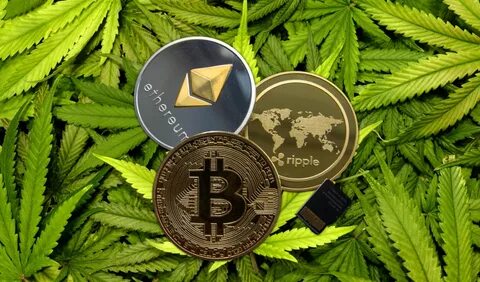 Investors in Paragon's $12 Million Cannabis Crypto ICO Will Finally Get Some Money Back - Decrypt