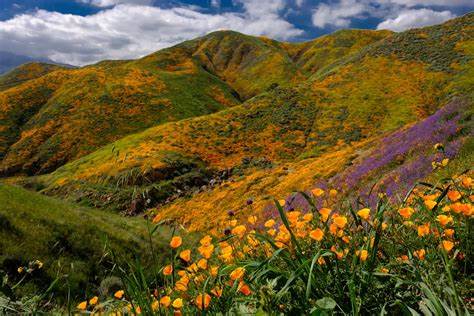 Superbloom