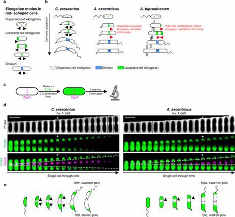 Phenotypic plasticity in cell elongation among closely related bacterial species