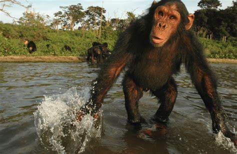 Can Monkeys Swim?