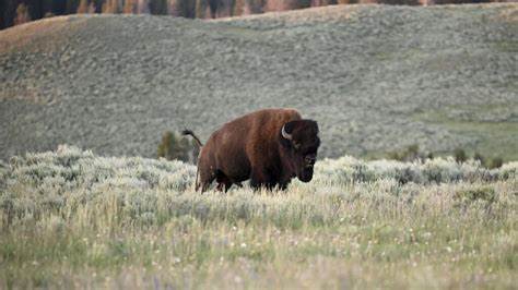 Bison herds 'reawaken' Yellowstone's prairies