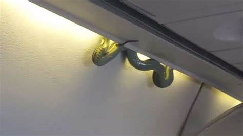 Snake Captured on Passenger Plane