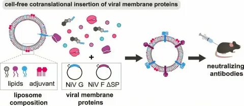 A rapid, cell-free platform for assembling Nipah virus vaccine prototypes
