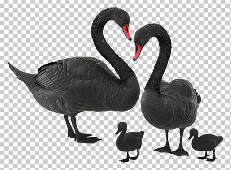 Black Swan and Black Chickens