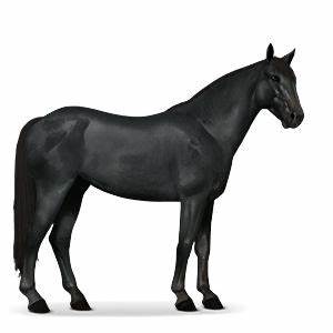 Kostenlos mein virtuelles Pferd erstellen - Howrse