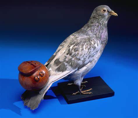 Pigeon Whistles