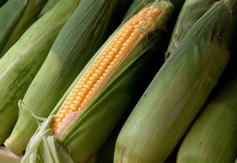 Corn Pullback Continues on Tuesday Morning