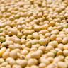 Soybeans Continue Losses into the Weekend