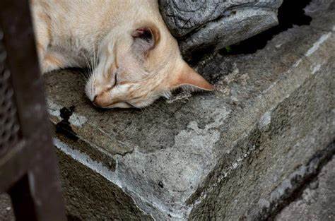 Why cats love concrete slabs. A vet explains