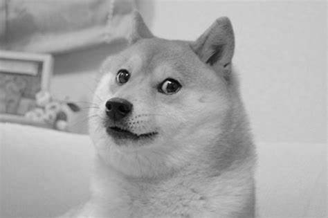 Japanese dog of 'Doge' meme fame dies - FRANCE 24 English