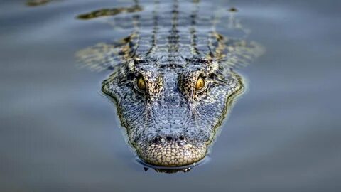 Crocodilus Malware Has Been Draining Crypto Wallets on Android - Decrypt