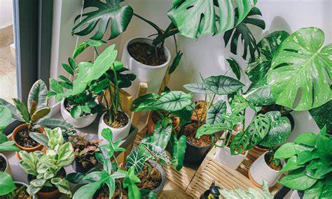 House plants: 5 hard-to-kill plants for those who don't know where to start