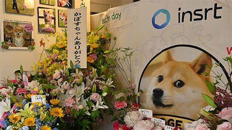 Kabosu, world’s most famous Shiba Inu, passes away at 18