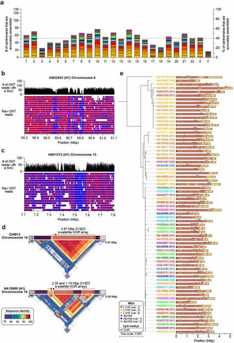 Nearly Complete Human Genomes Reveal Complex Genetic Variation