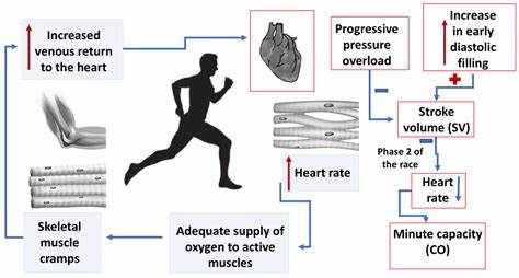 Adaptive Changes in Endurance Athletes