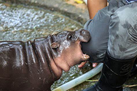 A baby pygmy hippo has gone viral — what to know about Moo Deng