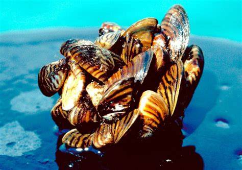 The Colorado River is officially contaminated with invasive zebra mussels