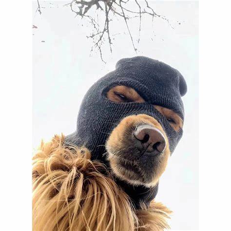 Michael A. Collins Jr of GA10 invests in cryptocurrency Ski Mask Dog By Investing.com - Investing.com