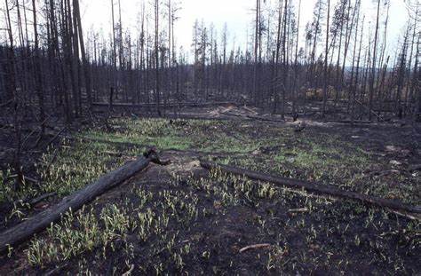 A 2k-year-old battle ended in fire, and a tree species never recovered
