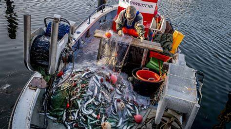 Swedish Minister: Fishing pressure in the Baltic is too high
