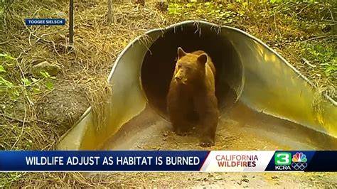 Experts weigh in on wildfire impacts