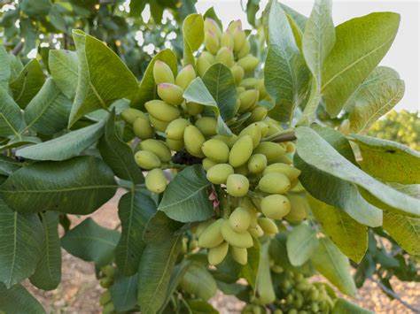 New DNA Map of the Pistachio Could Create Better Varieties