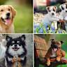 Plemena a rasy psů, psí fotky - abecední seznam, 367 plemen