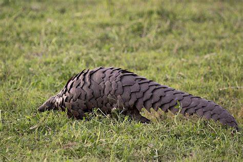 Pangolins in Nigeria may be hunted for food rather than illicit scales trade