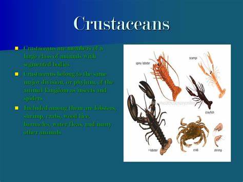 Homo Crustaceous