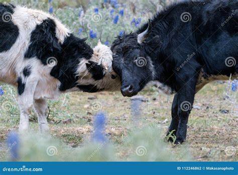 Young Bulls are challenged in the league against Horn