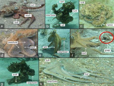 Octopuses prefer to use different arms for different tasks, scientists find